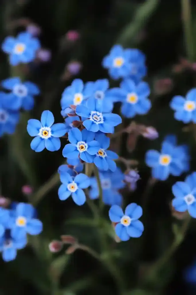 Create an English Garden with These 14 Classic Flowers 💠 14. Forget-Me-Nots – Tiny Blooms with Timeless Sentiment