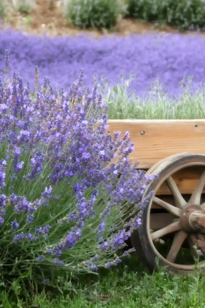 Create an English Garden with These 14 Classic Flowers 💜 2. Lavender – Fragrant Beauty with a Pollinator Bonus