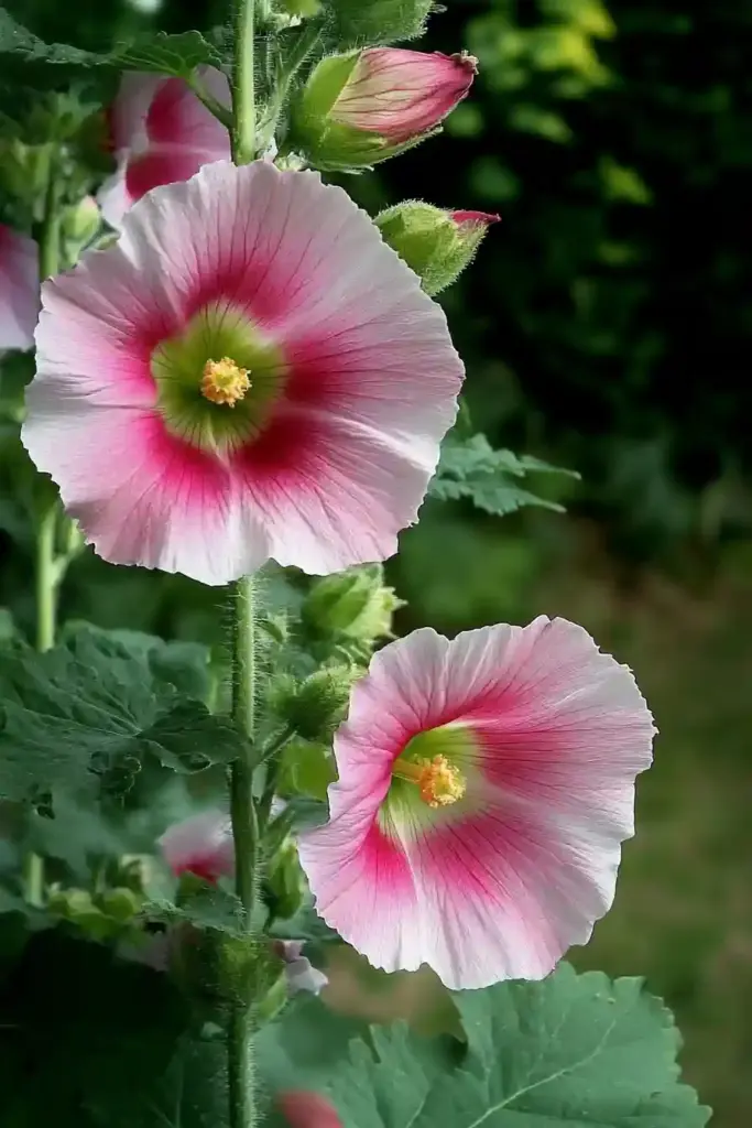 Create an English Garden with These 14 Classic Flowers 🌺 5. Hollyhocks – Cottage Garden Charm on Tall Stems