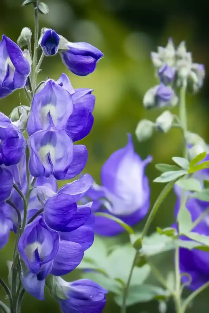 Create an English Garden with These 14 Classic Flowers Monkshood