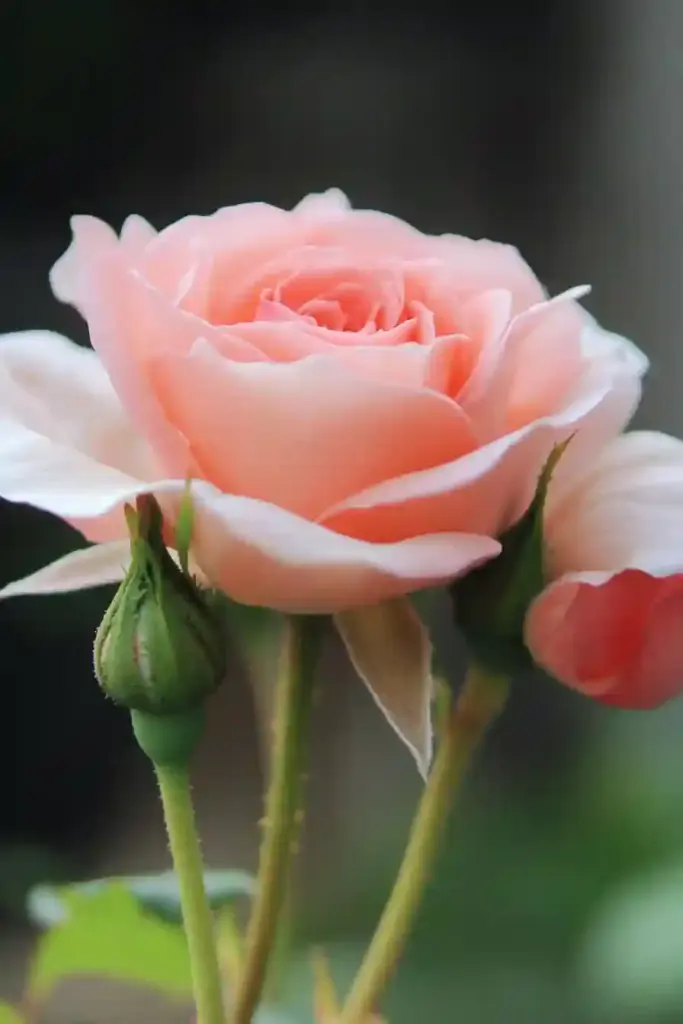 Create an English Garden with These 14 Classic Flowers 🌹 1. Roses – The Quintessential English Bloom