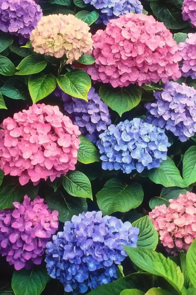 Create an English Garden with These 14 Classic Flowers 💧 10. Hydrangeas – Classic Blooms with Season-Long Impact