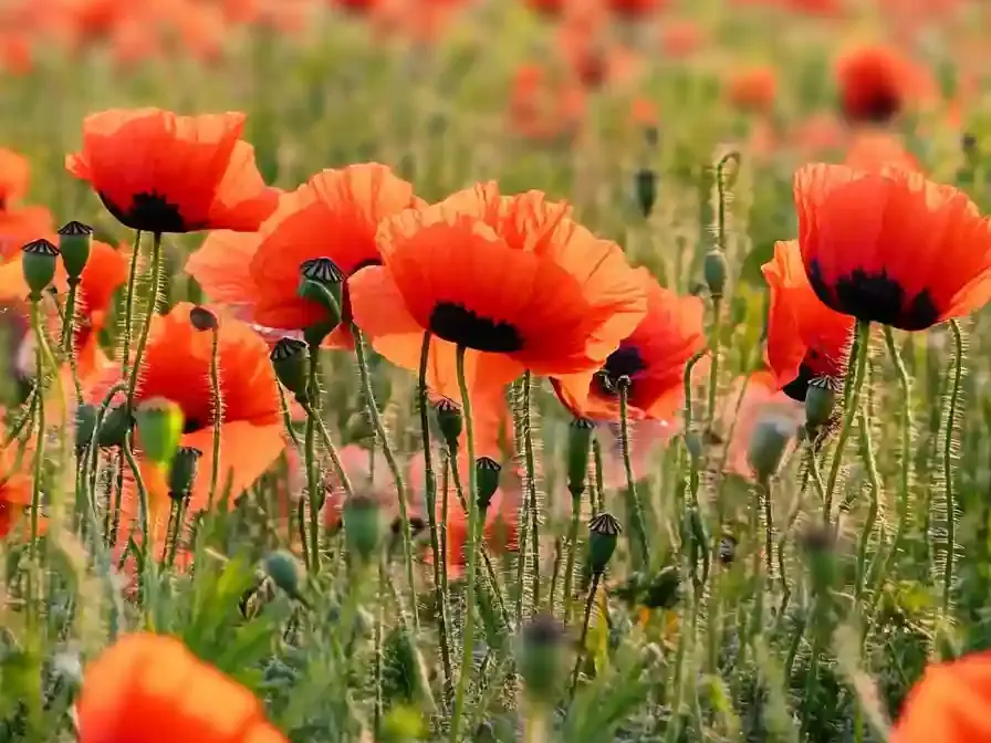 Create an English Garden with These 14 Classic Flowers 🔴 12. Poppies – Bold Color with Delicate Grace