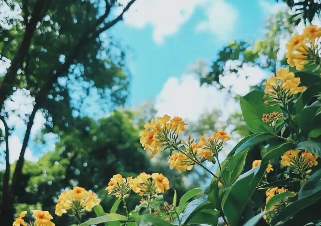 10 Best Ground Cover Plants for Full Sun and Heat 🌺 5. Trailing Lantana (Lantana montevidensis)