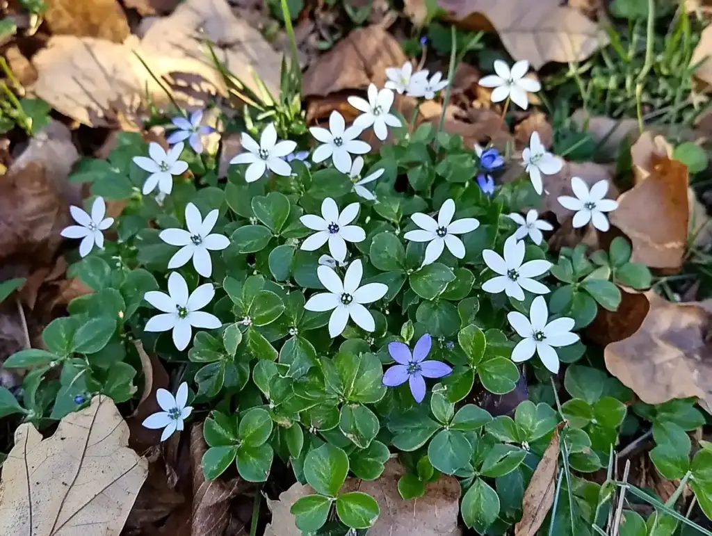 10 Best Ground Cover Plants for Full Sun and Heat 💙 2. Blue Star Creeper (Isotoma fluviatilis)
