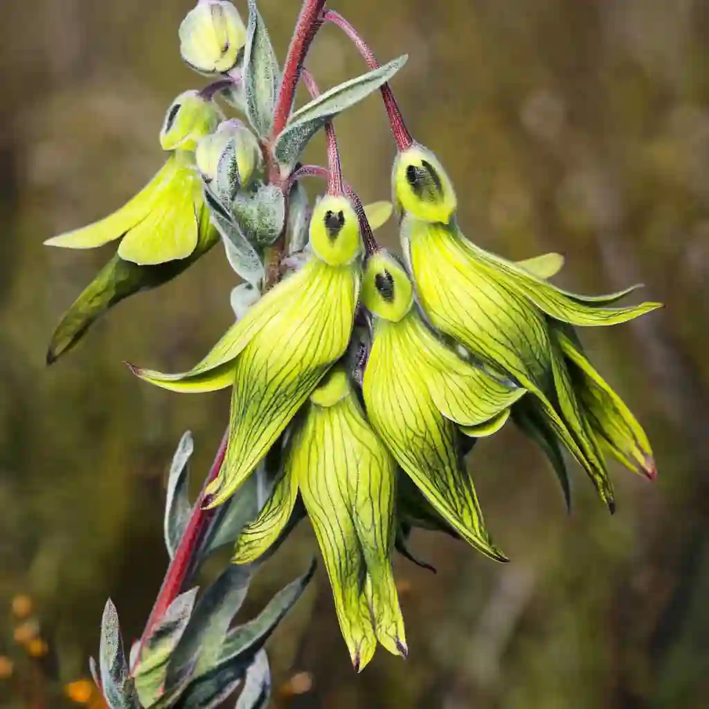 Green Birdflower: The Hummingbird-Like Bloom That’s Captivating Gardeners