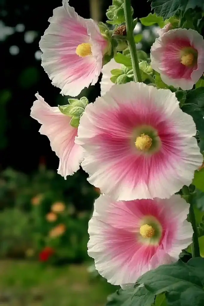 How to Grow Hollyhocks: Bring Cottage Charm to Your Garden 🌼 How to Ensure Hollyhocks Bloom Every Year