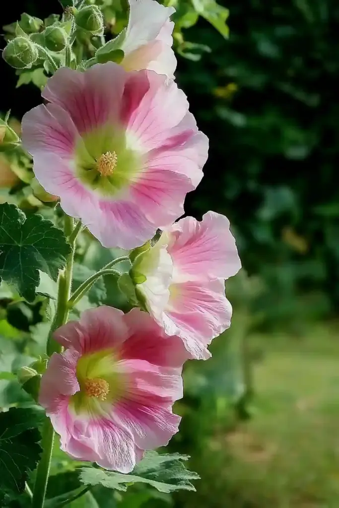 How to Grow Hollyhocks: Bring Cottage Charm to Your Garden 🌱 Troubleshooting Hollyhocks: Why They Might Struggle in Spring