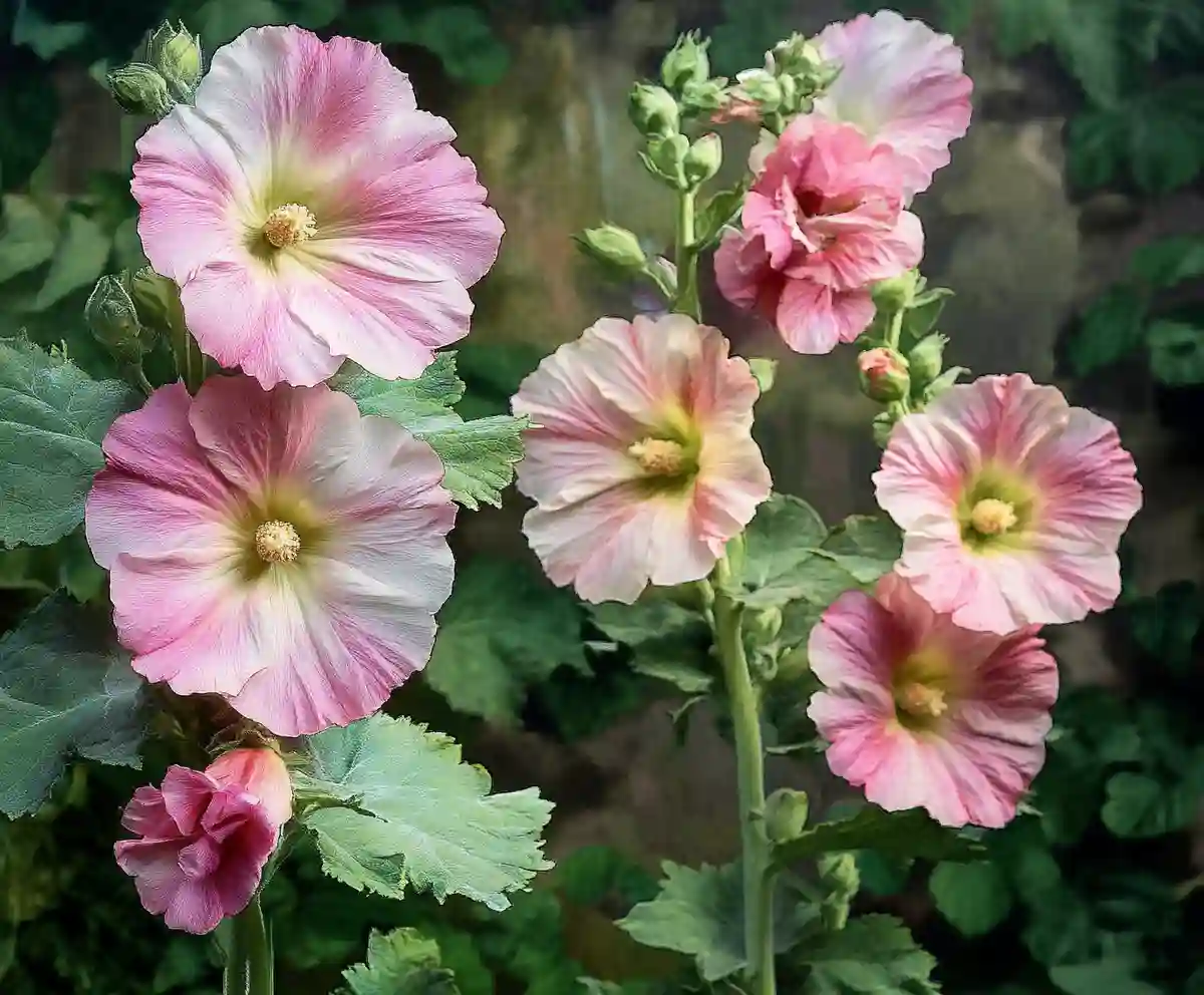 How to Grow Hollyhocks Bring Cottage Charm to Your Garden