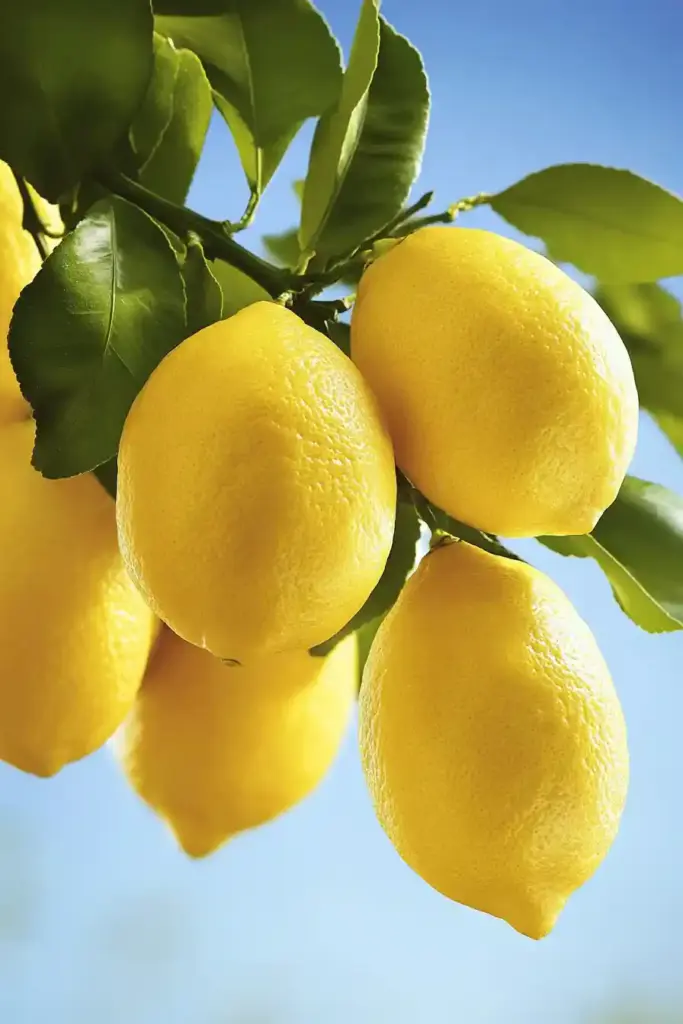 How To Grow a Lemon Tree From Seed No Matter Where You Live How To Grow a Lemon Tree