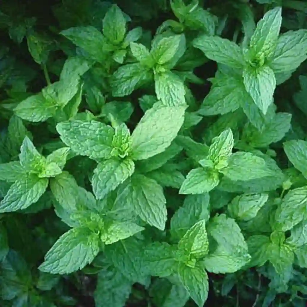 How to Grow Mint for Herbal Tea: A Flavorful Guide for Tea Gardeners How to Grow Mint for Herbal Tea A Flavorful Guide for Tea Gardeners