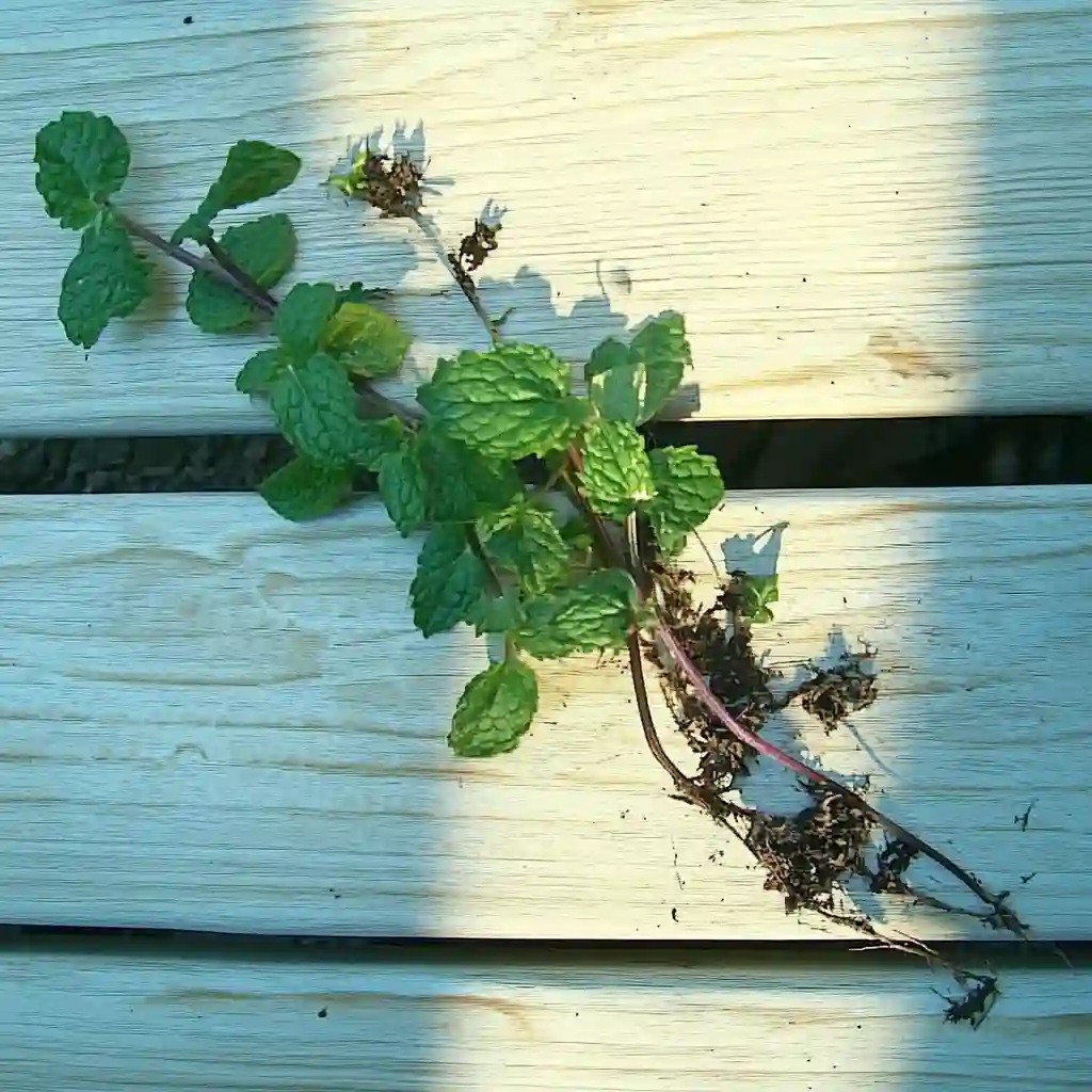 How to Grow Mint for Herbal Tea: A Flavorful Guide for Tea Gardeners How to Grow Mint for Herbal Tea: A Flavorful Guide for Tea Gardeners