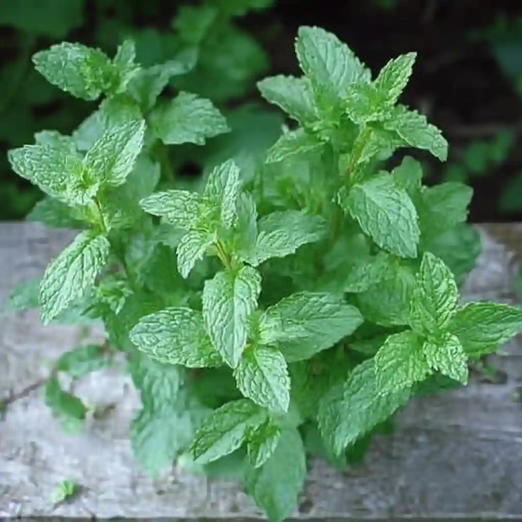 How to Grow Mint for Herbal Tea A Flavorful Guide for Tea Gardeners