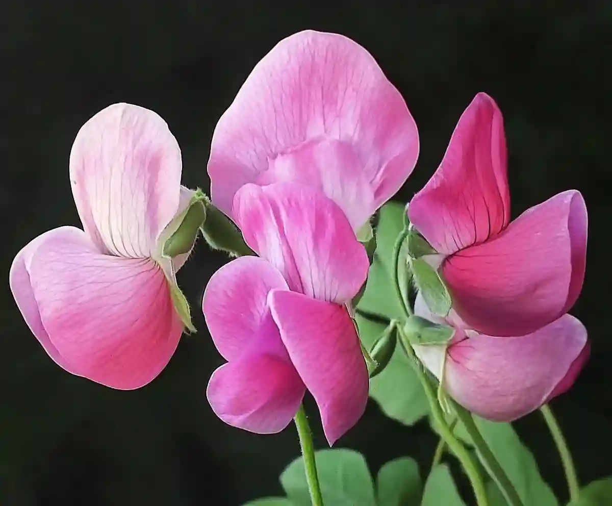 How to Grow Sweet Peas from Seed A Beginner-Friendly Guide to Fragrant Success