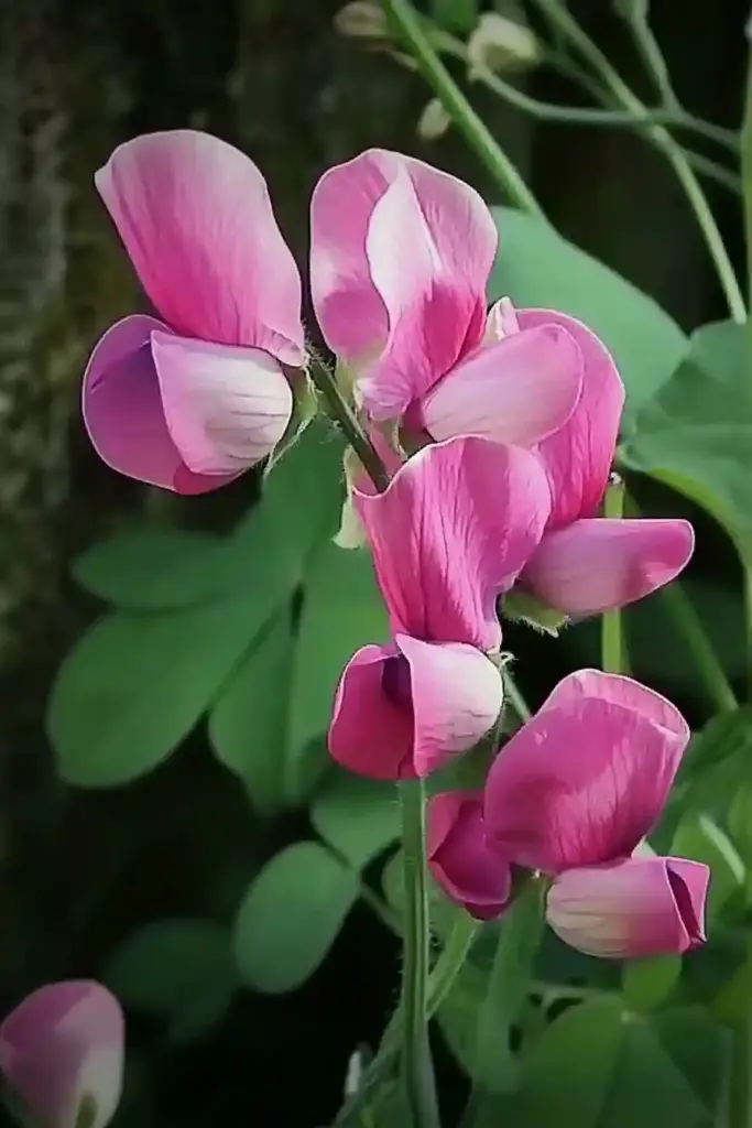 How to Grow Sweet Peas from Seed: A Beginner-Friendly Guide to Fragrant Success ⚠️ The Most Common Mistake When Growing Sweet Peas