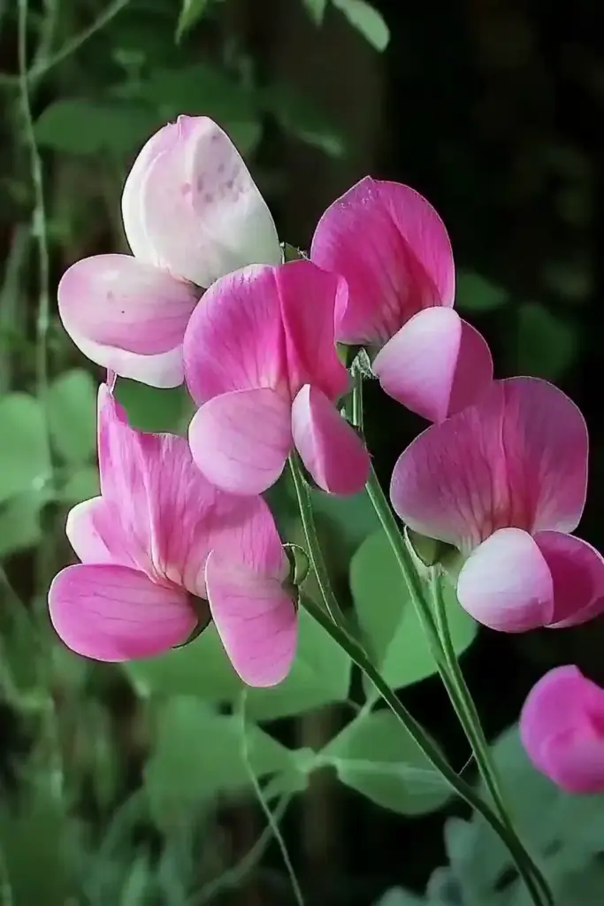 How to Grow Sweet Peas from Seed: A Beginner-Friendly Guide to Fragrant Success 🌸 Why Grow Sweet Peas?