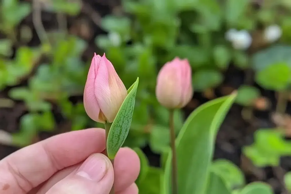 How to Grow Tulips for Stunning Cut Flowers: A Gardener’s Guide ✂️ When and How to Harvest Tulips for the Longest Vase Life
