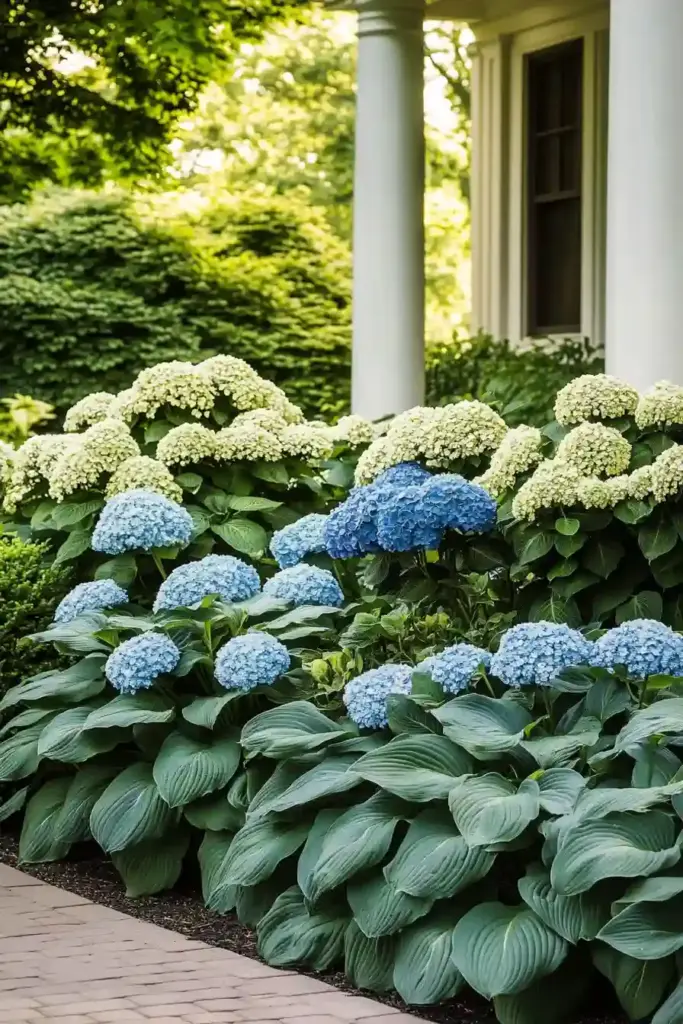 17 Hydrangea And Hostas Landscaping Combinations Classic Tradition: Bigleaf Hydrangeas & Fragrant Hostas