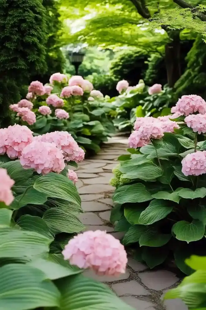 17 Hydrangea And Hostas Landscaping Combinations 13. Fairytale Garden: Pink Hydrangeas & Ruffled Hostas