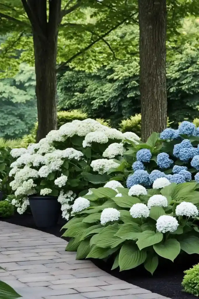 17 Hydrangea And Hostas Landscaping Combinations Timeless Style: Lacecap Hydrangeas & Shade-Loving Hostas