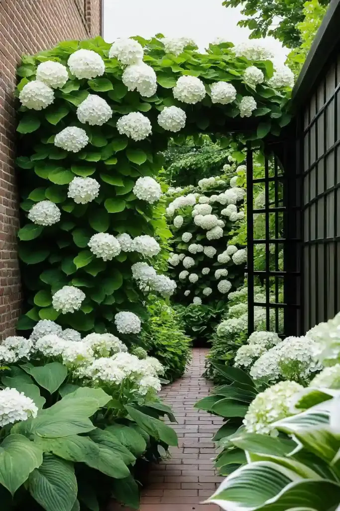 17 Hydrangea And Hostas Landscaping Combinations Urban Jungle: Climbing Hydrangeas & White-Bloom Hostas