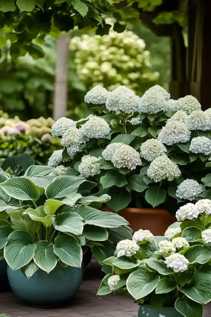 17 Hydrangea And Hostas Landscaping Combinations Boho Chic with Oakleaf Hydrangeas and Unusual Hostas