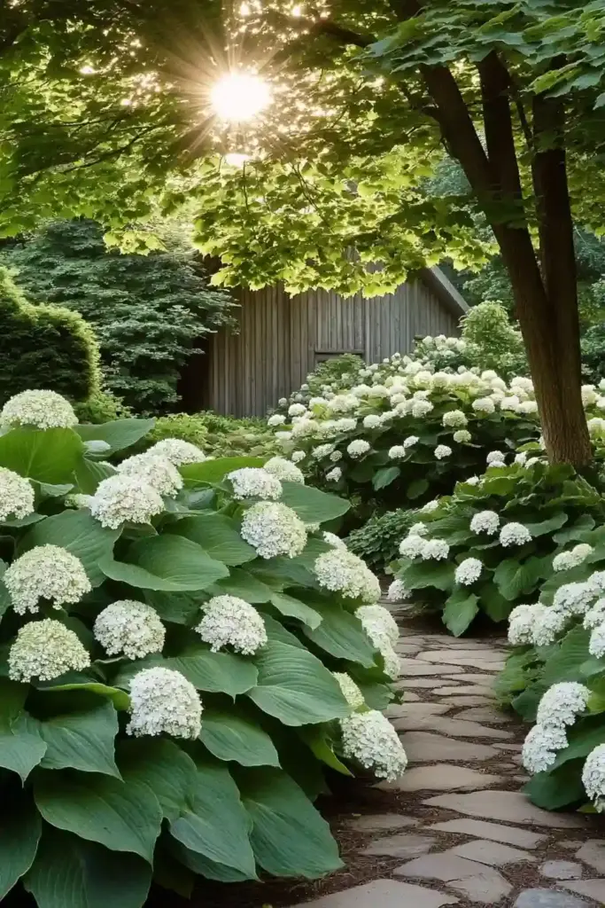 17 Hydrangea And Hostas Landscaping Combinations Rustic Romance: Annabelle Hydrangeas & Giant Hostas