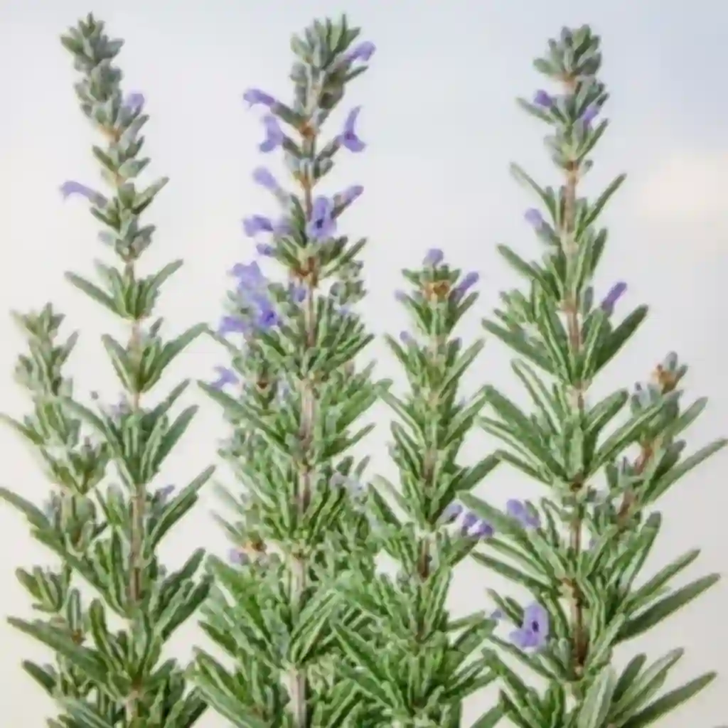 Mosquitoes Hate These Plants: Natural Repellents You Can Grow Indoors and Out