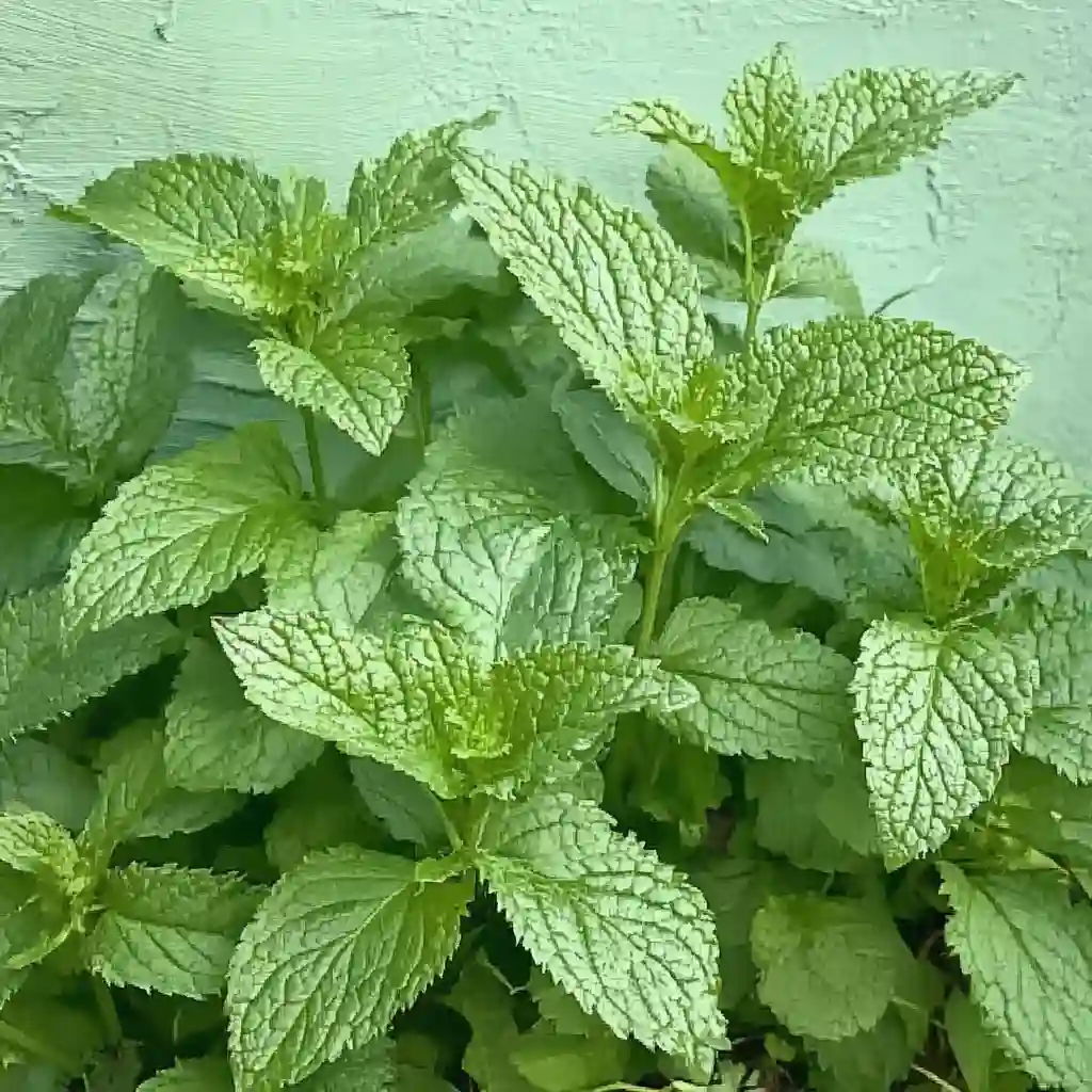 Mosquitoes Hate These Plants: Natural Repellents You Can Grow Indoors and Out