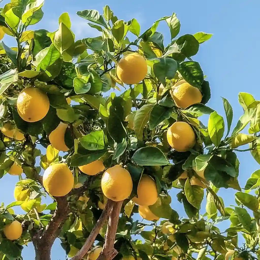 How To Grow a Lemon Tree From Seed No Matter Where You Live Lemon Tree