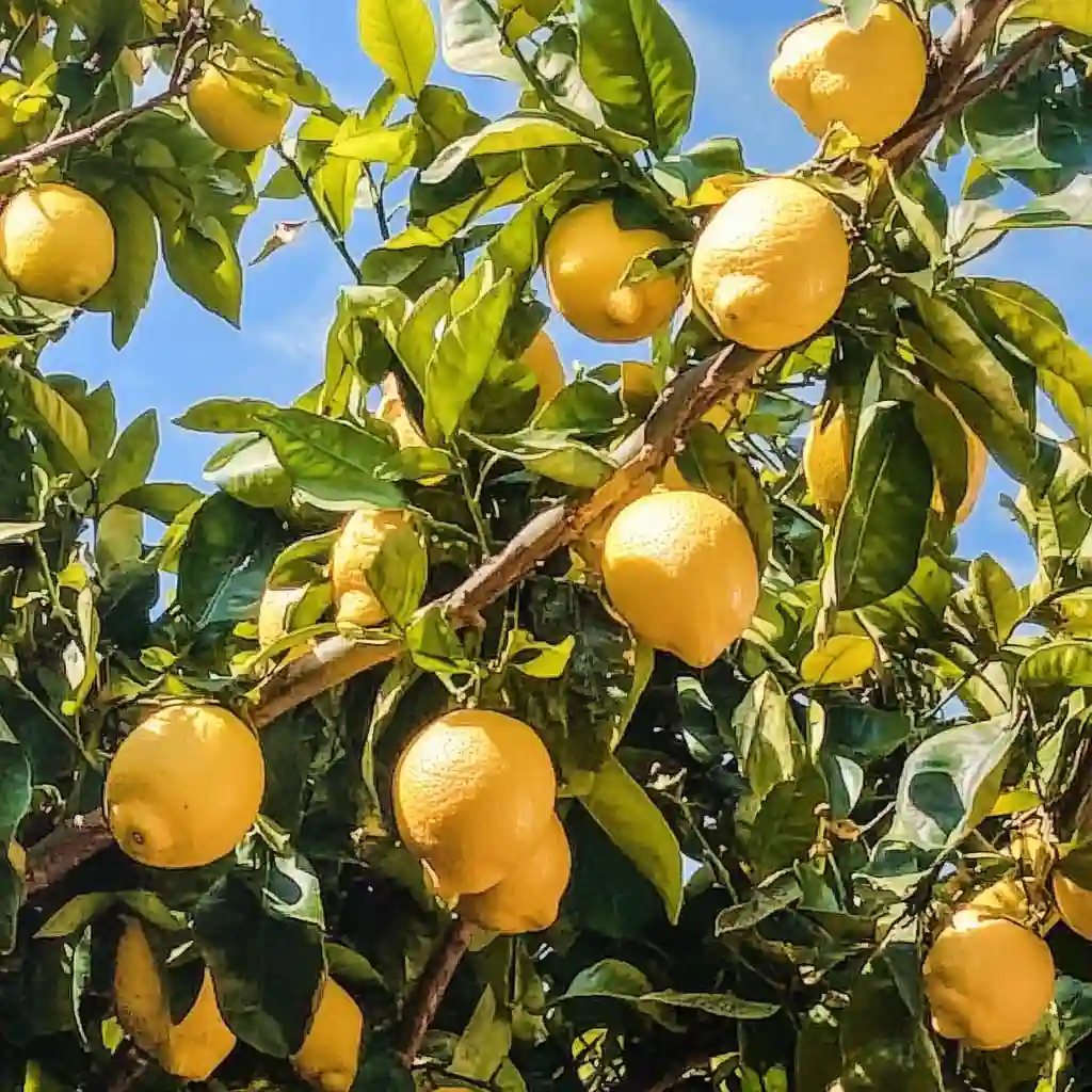 How To Grow a Lemon Tree From Seed No Matter Where You Live Lemon Tree