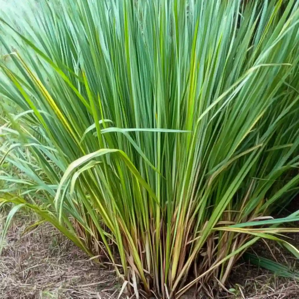 Mosquitoes Hate These Plants: Natural Repellents You Can Grow Indoors and Out