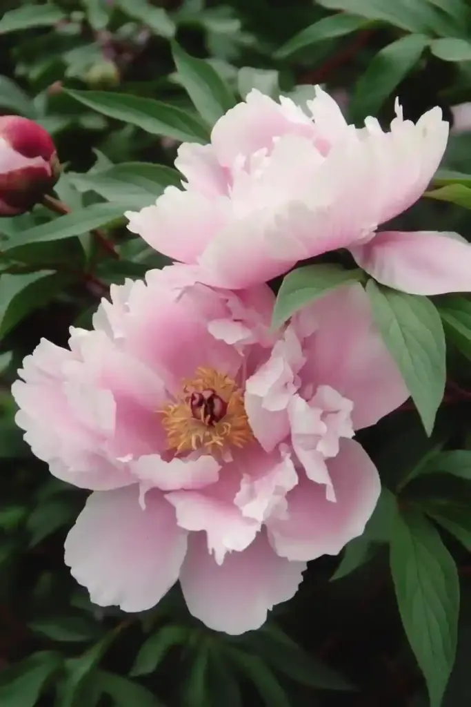 Peony Care Made Easy: A Complete Guide to Growing Stunning Peonies Cutting Peonies for Arrangements & Design Inspiration