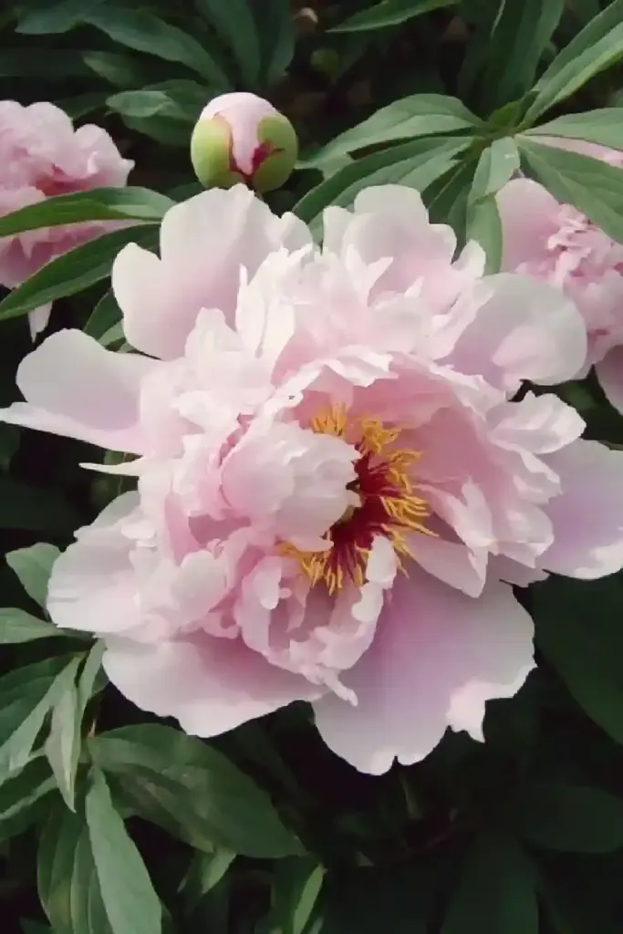 Peony Care Made Easy: A Complete Guide to Growing Stunning Peonies Staking, Pruning & Common Peony Problems