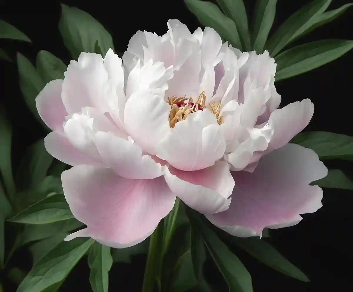 Peony Care Made Easy A Complete Guide to Growing Stunning Peonies