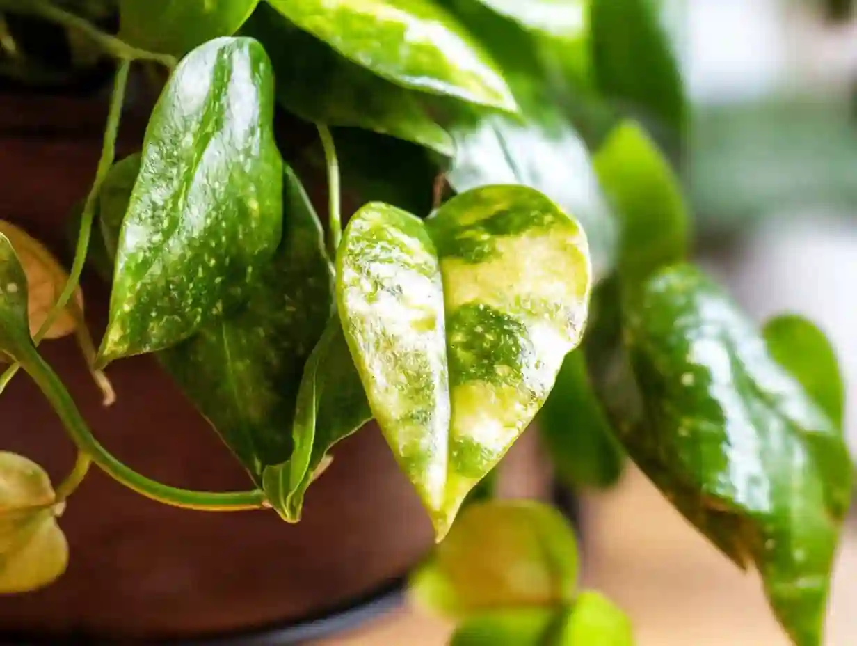 Pothos Plants (2) Close-up of pothos leaves featuring golden and green variegation with glossy texture