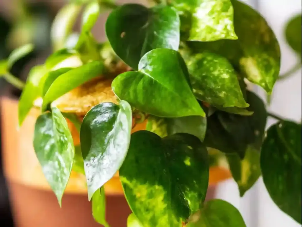 How to Grow and Care for Pothos Plants: A Complete Guide for Thriving Vines Pothos cuttings in a clear glass jar filled with water, showing visible white roots growing from nodes