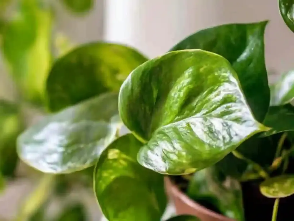How to Grow and Care for Pothos Plants: A Complete Guide for Thriving Vines Healthy pothos plant placed near a bright window, thriving in indirect sunlight on a wooden shelf