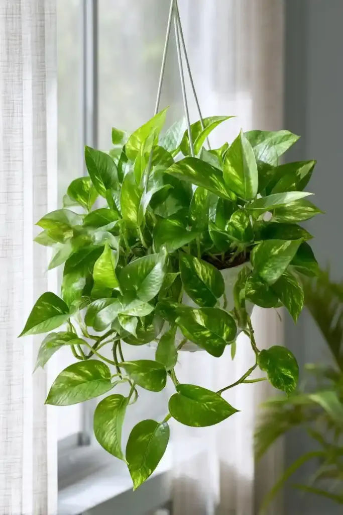 Common Pothos Plant Problems