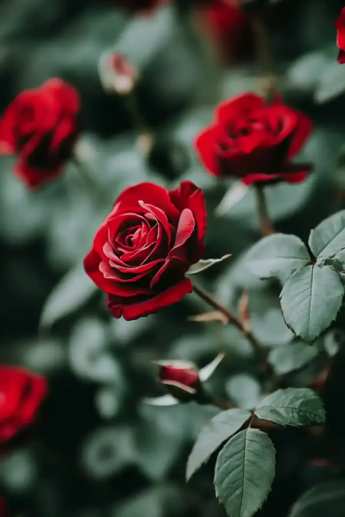 Tips for Growing Fabulous Tree Roses Pruning Tree Roses