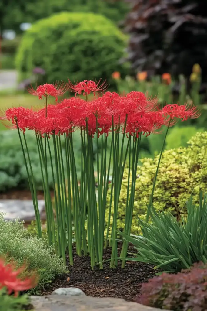 Learn How to Plant and Grow Spider Lily Planting Spider Lilies