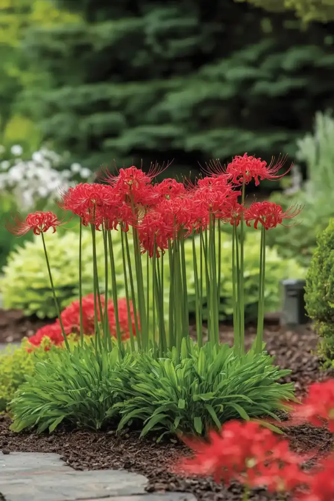 Learn How to Plant and Grow Spider Lily Recommended Varieties of Spider Lily