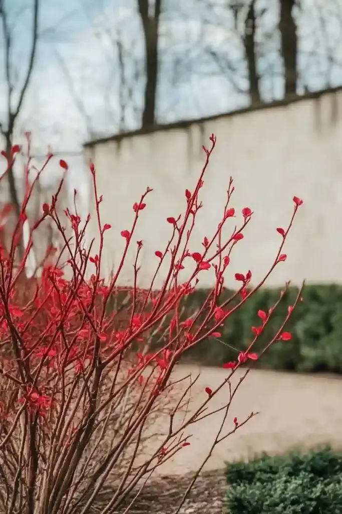 The Top 20 Most Beautiful Plants for Fence Line Privacy Red Twig Dogwood