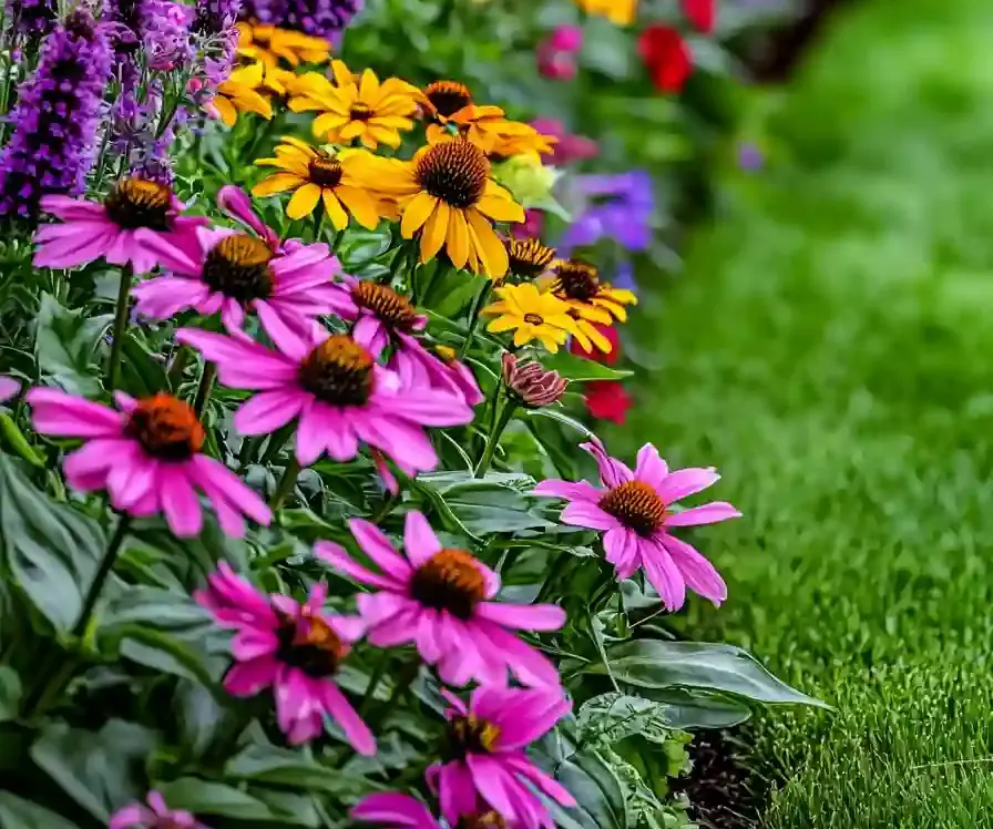 Vibrant backyard garden showcasing low maintenance perennials including lavender, coneflowers, black-eyed Susans, sedum, and daylilies arranged in a colorful, sustainable landscape with a lush green lawn, highlighting effortless garden care and year-round blooms.