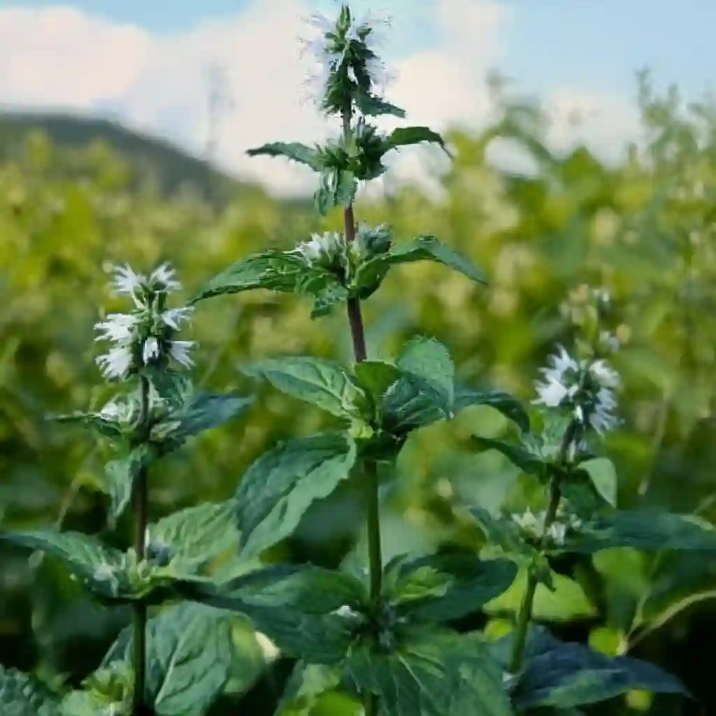 Mosquitoes Hate These Plants: Natural Repellents You Can Grow Indoors and Out