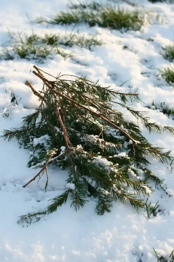 Tips for Growing Fabulous Tree Roses Winter Care