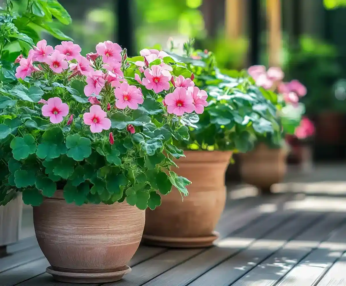 Mosquito Repellent Plants