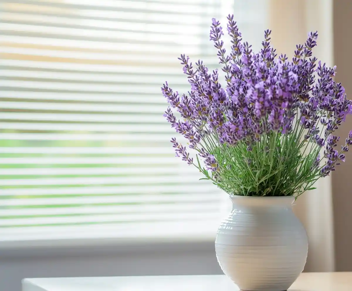 9 Tactics To Grow Lavender Indoors