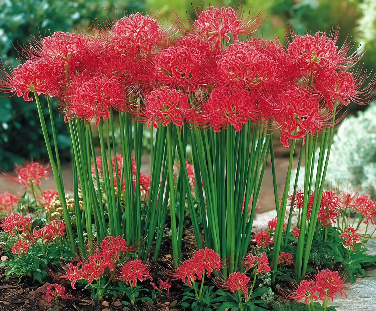 Learn How to Plant and Grow Spider Lily