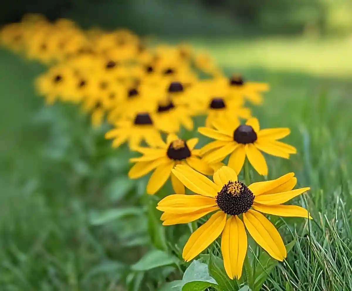 15 Best Perennial Plants To Use For Borders